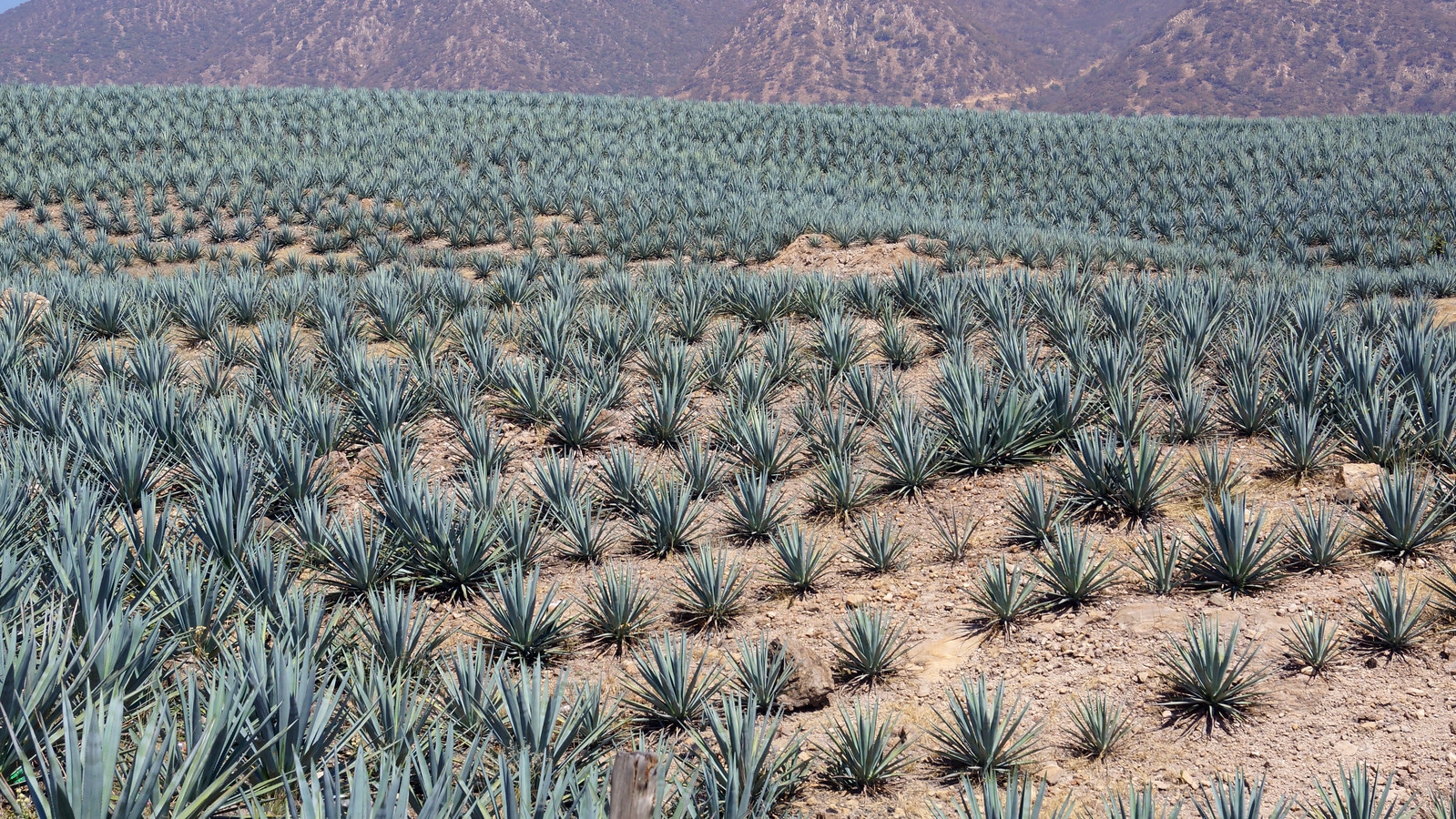 Un champ d'agave bleue à Jalisco