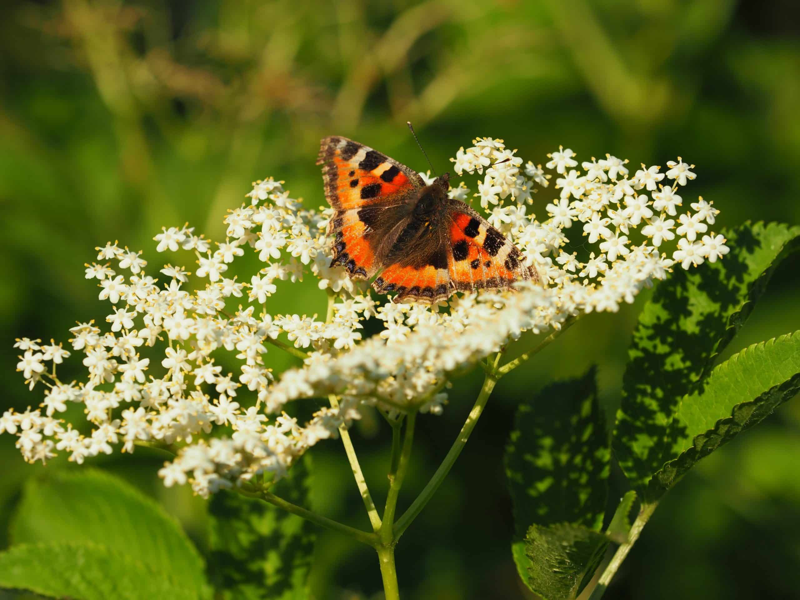 Papillon sur une fleur de sureau